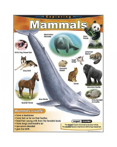 Exploring Mammals