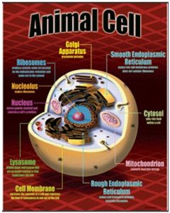 Animal Cell chart