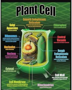 Plant Cell chart