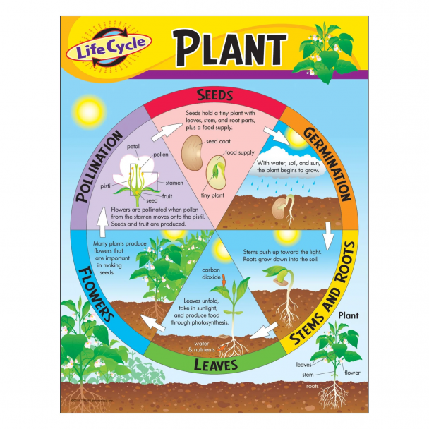 Plant Life Cycle Chart