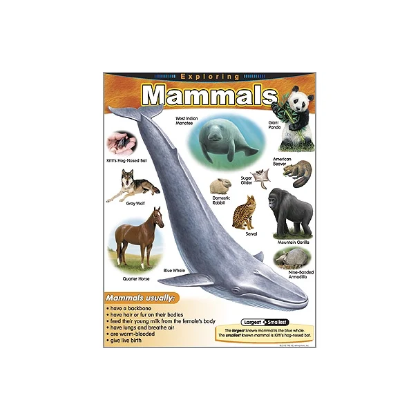 Exploring Mammals