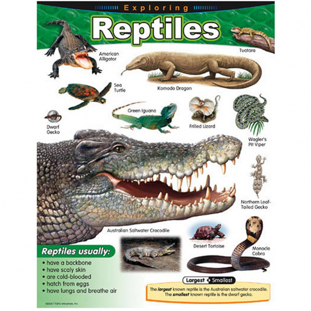 Exploring Reptiles Chart