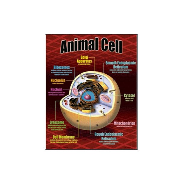 Animal Cell chart