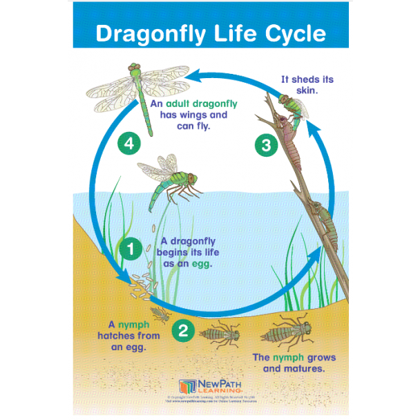 Dragonfly Life Cycle Chart 