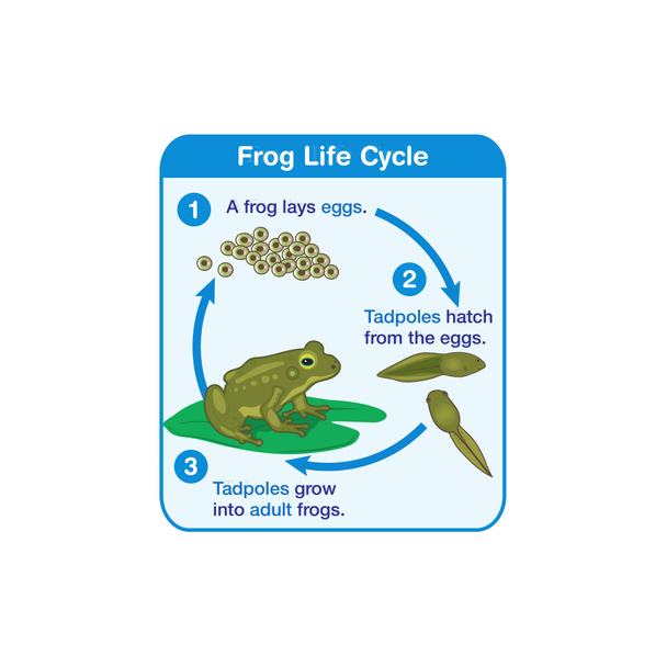 Frog Life Cycle Chart