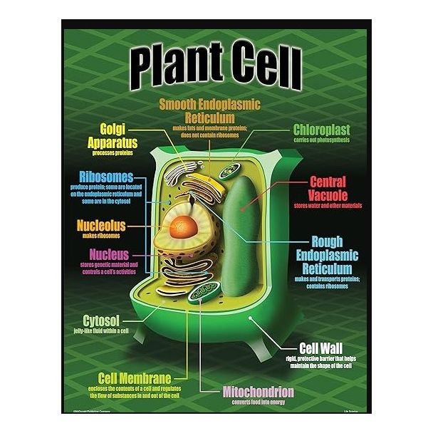 Plant Cell chart