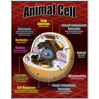 Animal Cell chart