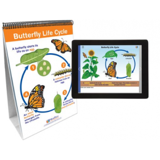 Butterfly Life Cycle Chart