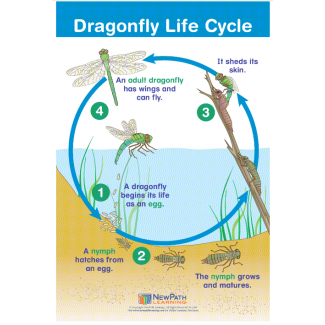 Dragonfly Life Cycle Chart 