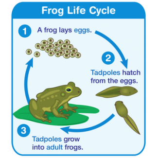 Frog Life Cycle Chart