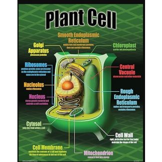 Plant Cell chart